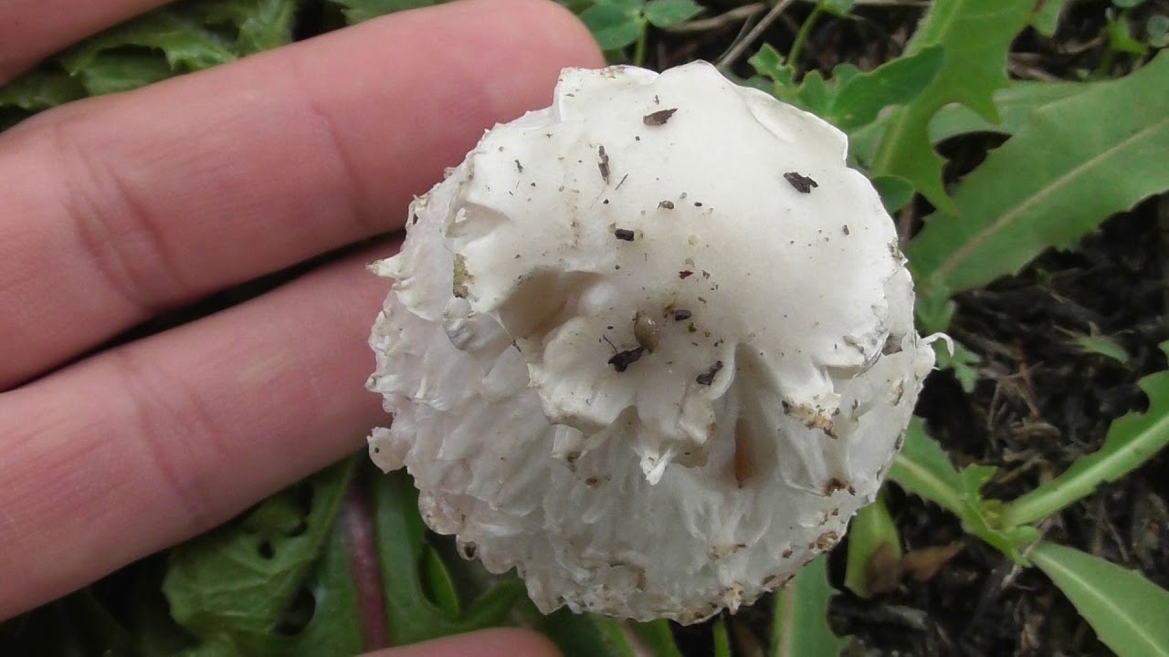 Edible mushroom, Coprinus comatus, the shaggy ink cap, lawyer's wig, or shaggy mane