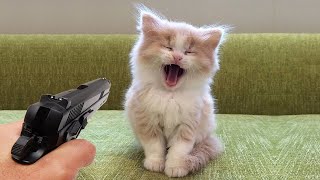 Hilarious Dogs and Catss 😹🐶 Funniest Animals 2024 😍 Part 31