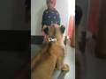 Lion attack