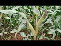 DK 777 Maize Variety Top African Farmer