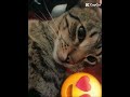 meu gato tomm🥰😍