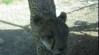 Cheetah at The Living Desert-Palm Desert, California