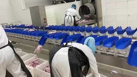 grading machine of complete poultry slaughter equipment with 8 levels.