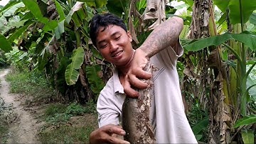 Câu cá ổ | Câu cá trong bụi lục bình mới móc gặp ngây ổ cá trê khủng ăn giựt công cần