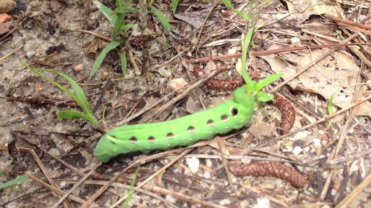 Caterpillar Eyes YouTube