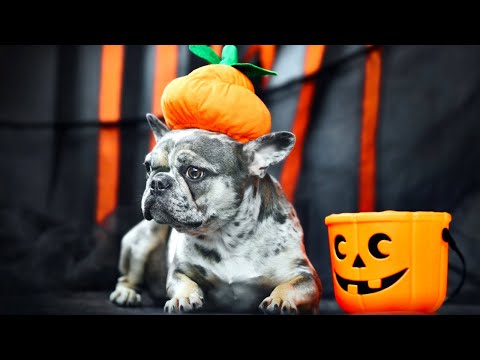 Video: Følg med på Halloween mascotas