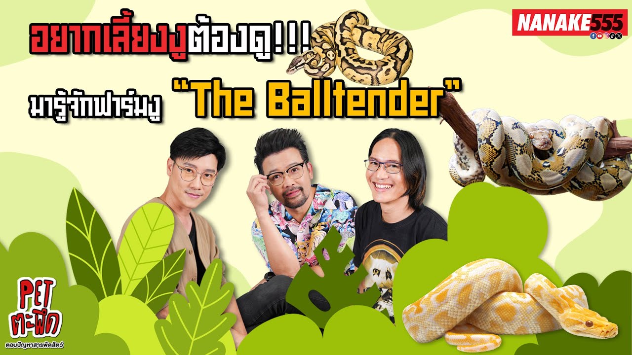 อยากเลี้ยงงูต้องดู!!! มารู้จักฟาร์มงู “The Balltender" | #Petตะพึด