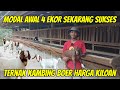 Awal ternak modal 4 ekor kambing jawa sekarang sukses ternak kambing boer kiloan