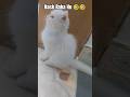 Don't Disturb Me 🤣 #funny #cat #vlog #shorts #shortsfeed #littel_cat #kittytv