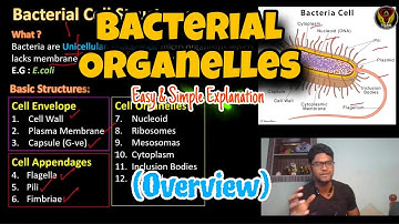 Bacterial Cell Structures | Overview | Tamil | Microbiology | ThiNK Biology