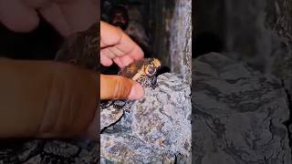 Mistakes You Should NEVER Make With These Animals! 😱#animalfacts #wildlife #facts