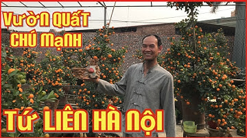 Quất cảnh tứ liên,quất Tết,quất đẹp