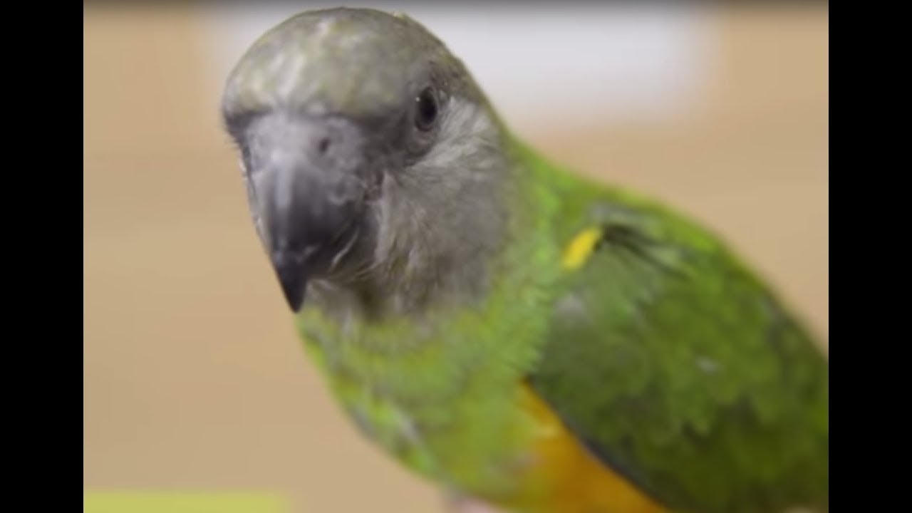 BIRDS - The Senegal Parrot 