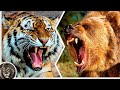Амурский Тигр против Бурого Медведя / Кто Победит?