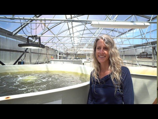 Aquaculture: Oyster Research Hatchery Technical Tour