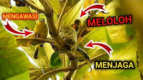 Melihat Burung Cipoh Meloloh Anaknya Di Sarang