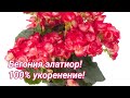 Бегония элатиор! Черенкование - 100% укоренение.