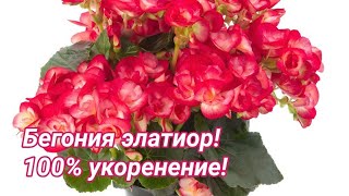 Бегония элатиор! Черенкование - 100% укоренение.