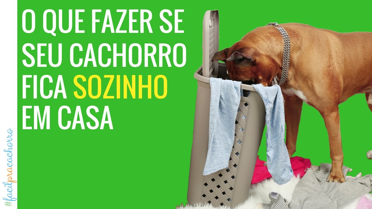 O Que Fazer Se O Seu Cachorro Fica Sozinho Em Casa Fácil