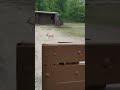 some black bucks running around
