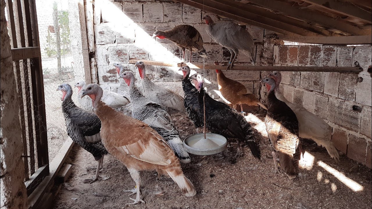 Criar Galinha, Peru, Angola e Pavão Tudo Junto da Certo?