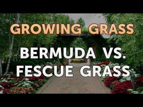 Video: Skillnaden Mellan Bermuda Grass Och Fescue Grass