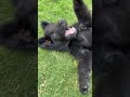 This is NOT a wolf puppy… right? 😭 #blackie #gsds #puppy