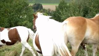 Ich Vermisse Sielangformat