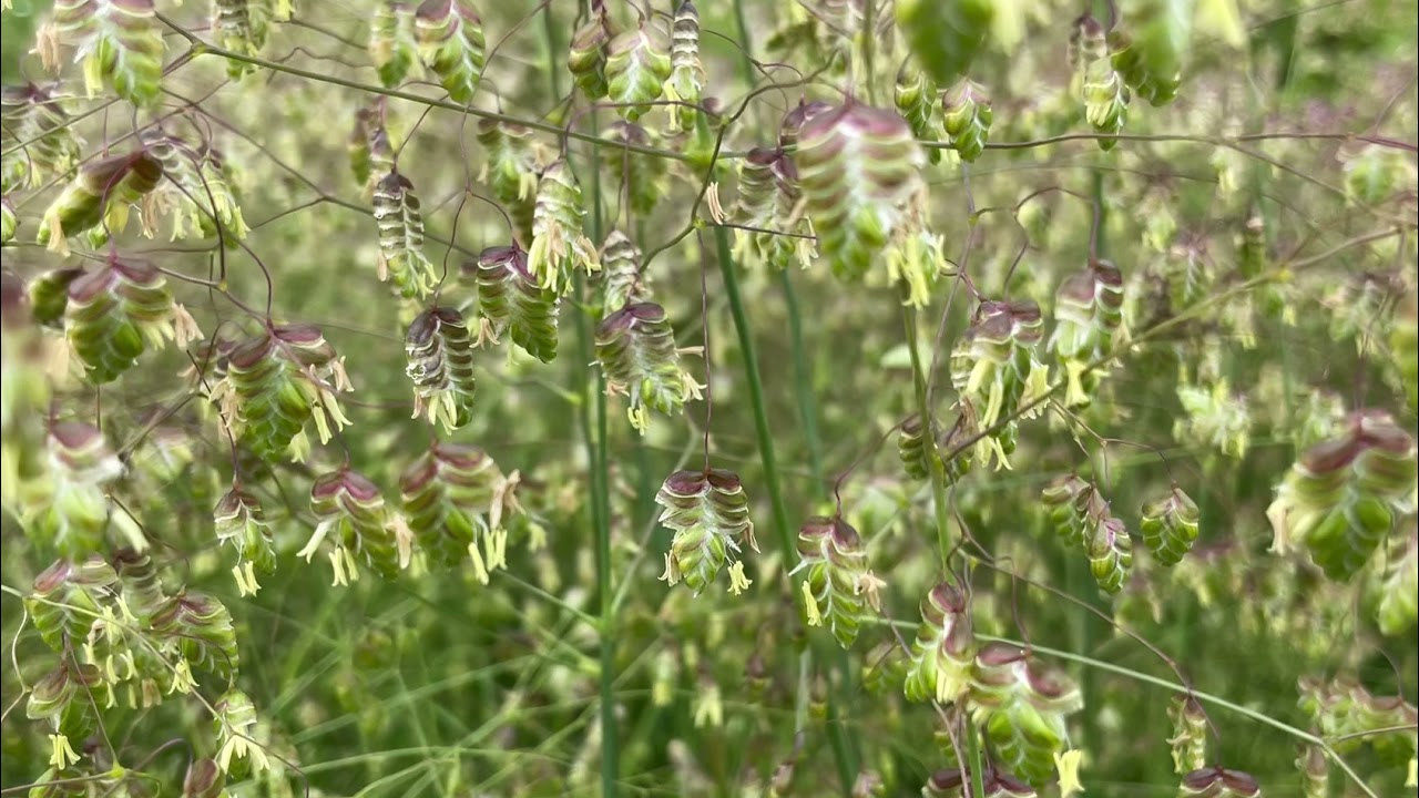 Bevertjes (trilgras) ~ Briza media  |  NL Bloeit! ~ Planten van hier