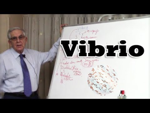     بكتيريا الضمة البكتيريا السالبة لصبغة جرام