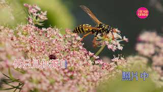 KARAOKE REMIX 九百九十九朵玫瑰 l Jiu Bai Jiu Shi Duo Mei Gui l VietHoa Karaoke