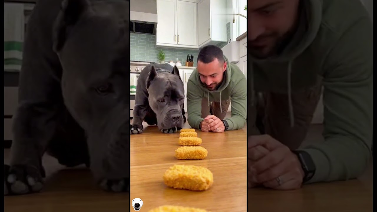 I Challenged My Dog to a Food Race… BIG Mistake! 🤣  