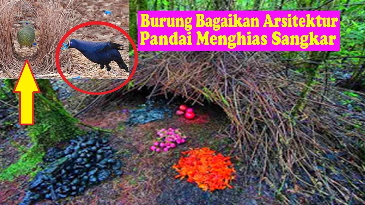 Burung Namdur Pandai Menghias Sarangnya, 2 Jenis Burung dengan