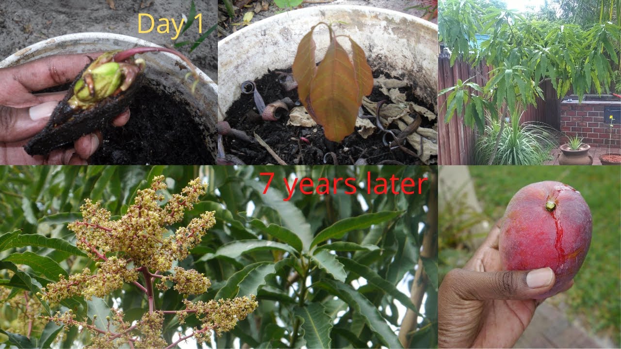 Growing a mango tree from seed to fruits in 8 minutes time