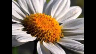 A. Lemanas - Paklydo ramunė