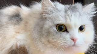 パパっ子の愛猫が久しぶりにパパと再会したら嬉しさが爆発しました❤ママにはお塩ですが…ぐはぁ【スコティッシュフォールド】