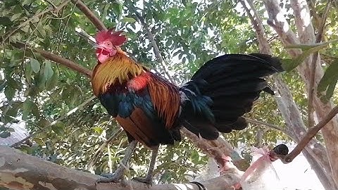 อัปเดตไก่ป่า f2 qaib qus phom ob qua zoo hev li [ Hmong ]​ 2021