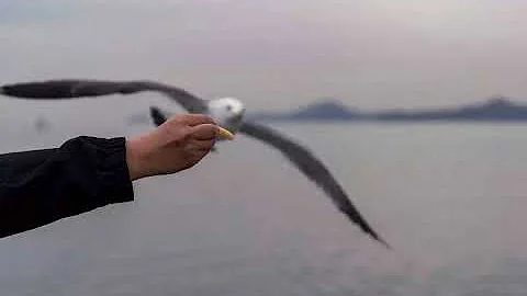 洱海禁喂海鷗,“一塵不染”才叫保護?|新京報快評 - 天天要聞