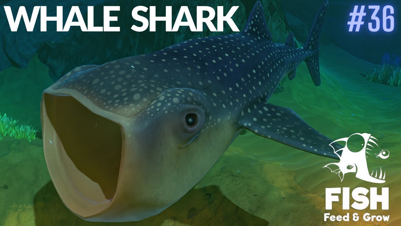 Feed And Grow Fish : Whale Shark - YouTube
