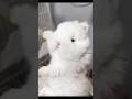 White Beauty 🐰 #bunny #rabbit #WhiteRabbit #CuteBunny #FluffyRabbit #BabyRabbit #Shorts #ViralShorts