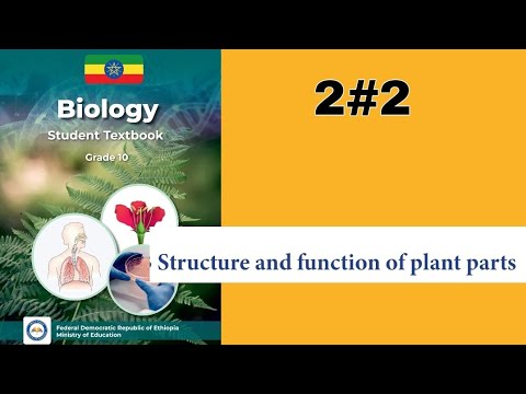 Ethiopian Grade 10 Biology 2 2 Structure And Functions Of Plant Parts