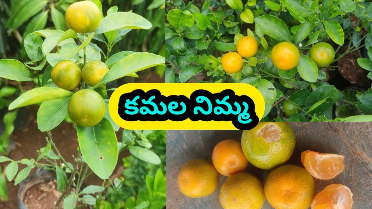 Table nimma || kamala nimma || టేబుల్ నిమ్మ || mini orange fruits ...