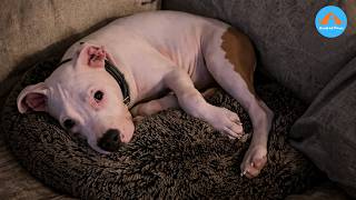 Abandoned On A Highway This Tiny Dog Still Trembles At Every Truck