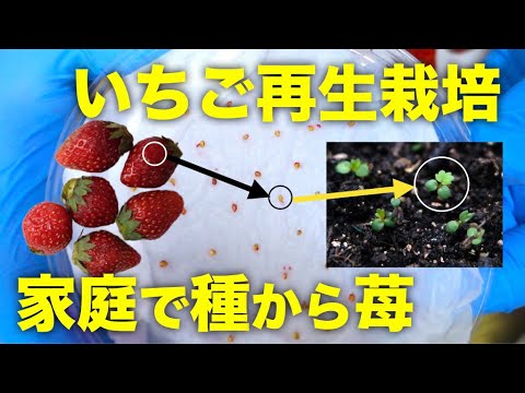 再生野菜 いちごの種を取って再生栽培する方法 リボベジ Youtube