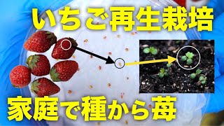 再生野菜 いちごの種を取って再生栽培する方法 リボベジ Youtube
