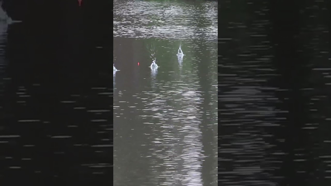 Got him on the TWITCH!! 