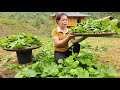 Harvesting vegetables from the garden to sell at the market  gardening  animal care