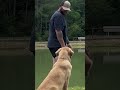 Dogs Being Hilariously Goofy #shorts