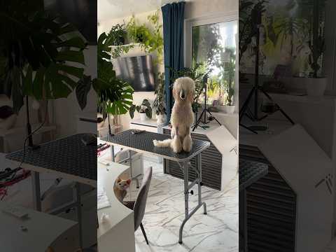 КАК Я УХАЖИВАЮ ЗА ПУДЕЛИХОЙ? МЫТЬЕ И СТРИЖКА ДОМА 😱🫠 #plants #poodle #пудель #растения #груминг