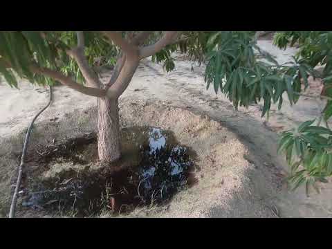 تسميد المانجو في شهر سبتمبر 